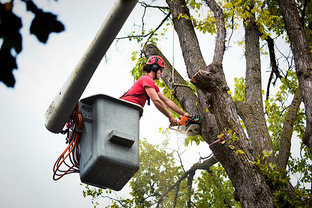 Best Storm Damage Tree Cleanup  in Clayton, CA